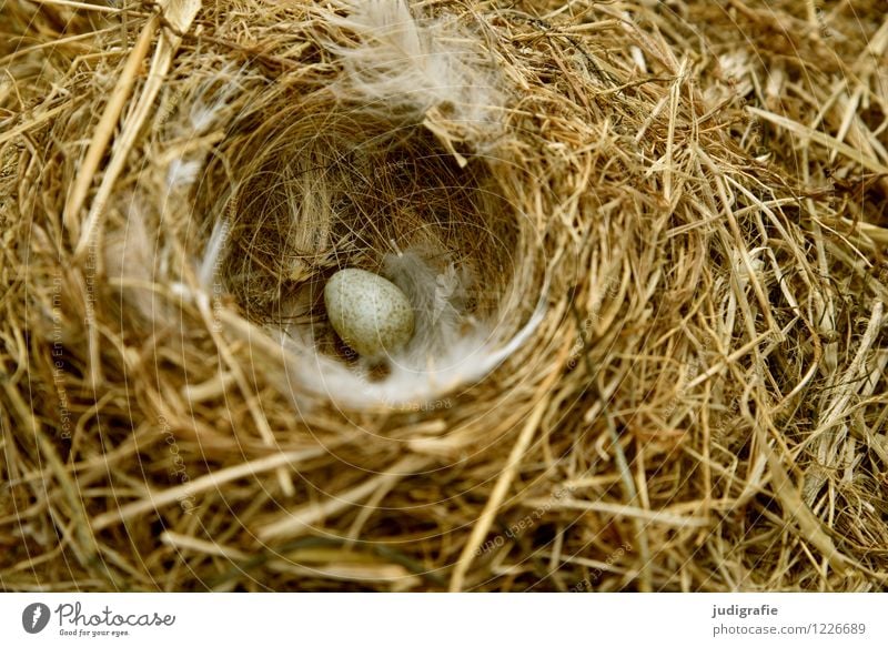 Island Natur Tier Frühling Bauwerk Nisthöhle Vogeleier Bachstelze Feder Tierjunges klein natürlich Wärme wild weich Vertrauen Sicherheit Schutz Geborgenheit