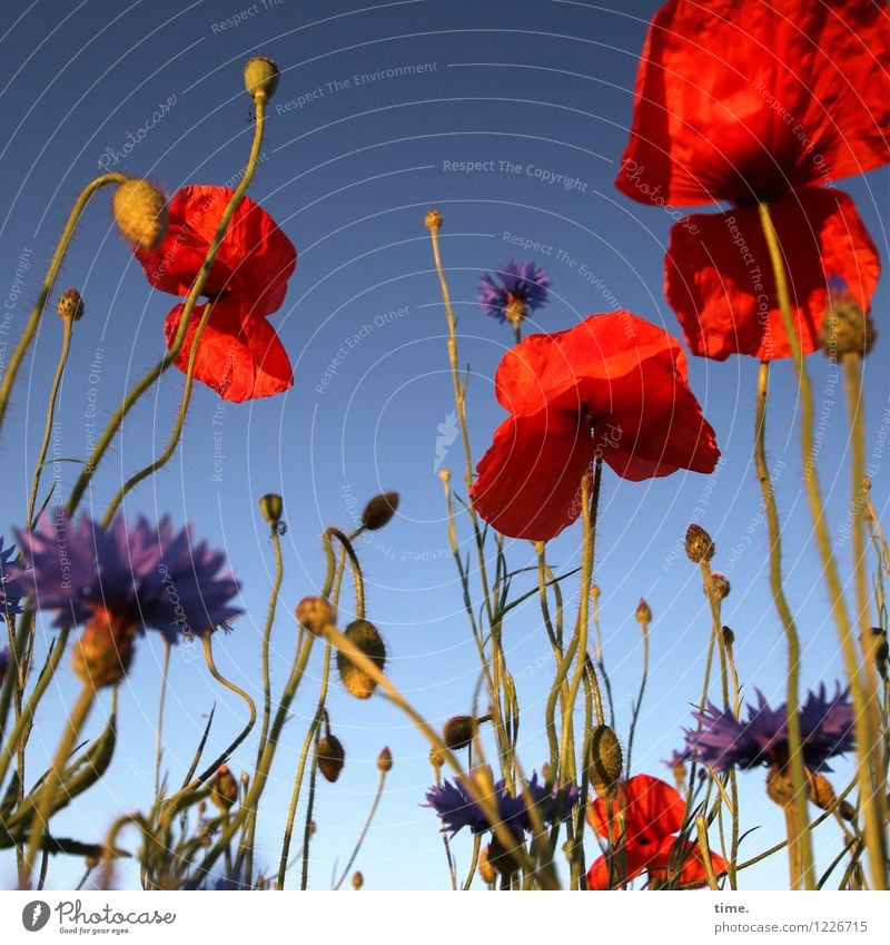 Spreedorado | Ackerparty Landwirtschaft Forstwirtschaft Himmel Schönes Wetter Pflanze Blüte Nutzpflanze Wildpflanze Kornblume Mohnblüte Mohnfeld Feld Wachstum