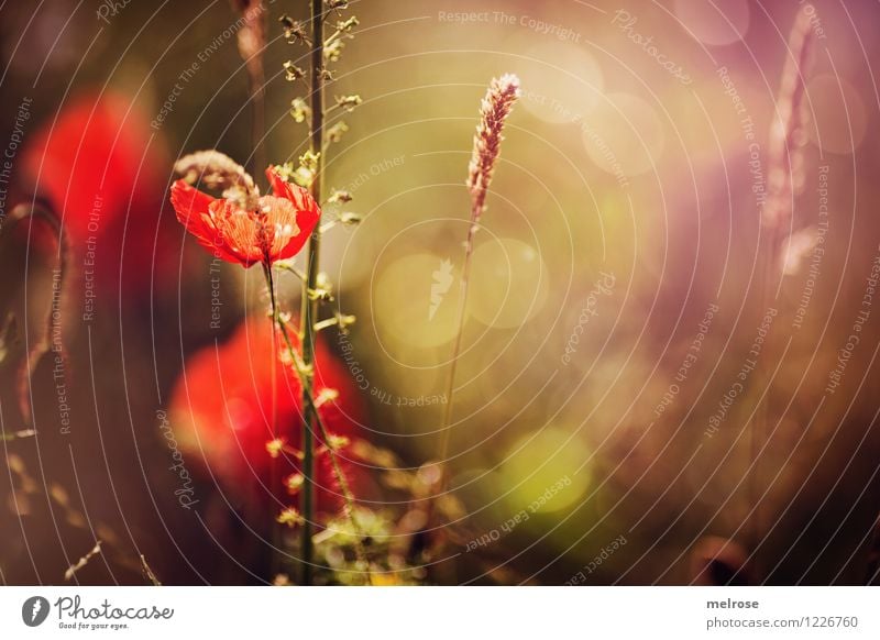 Dienstags-MOHN II elegant Stil Design Natur Pflanze Sommer Schönes Wetter Gras Blüte Wildpflanze Mohn Klatschmohn Farn Gräserblüte Wiese Bokeh Lichtspiel