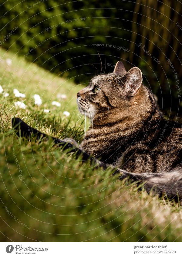 Katze im Gras Natur Landschaft Tier Frühling Sommer Schönes Wetter Garten Haustier Fell 1 beobachten liegen warten braun mehrfarbig gelb grün Gelassenheit