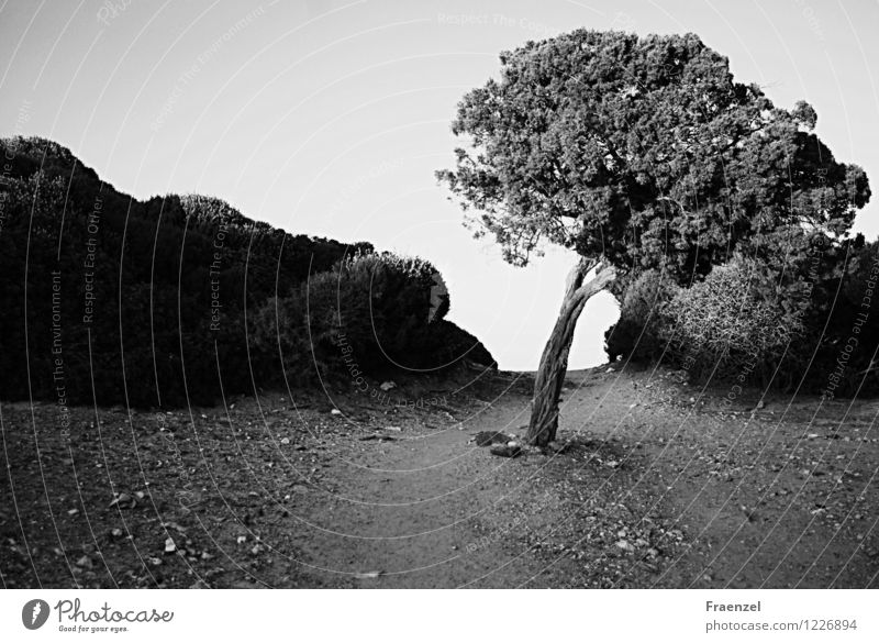 Pfade Umwelt Natur Landschaft Pflanze Erde Sand Himmel Sonnenlicht Sommer Baum Sträucher Hügel Menschenleer Gelassenheit ruhig Fernweh Wege & Pfade