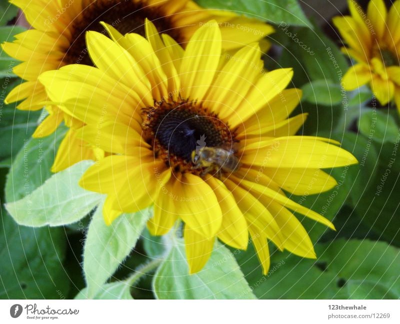 sehr sonnig Sonnenblume gelb grün Biene