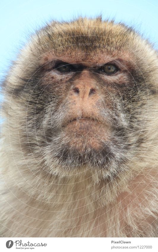 Was guckst Du Stil exotisch Tourismus Ausflug Städtereise Tier Fell Zoo 1 Blick träumen alt ästhetisch verrückt braun Gefühle Stimmung Zufriedenheit Misstrauen