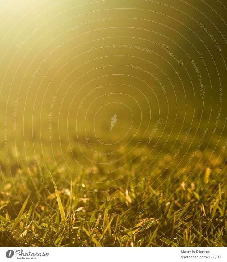 Wiese Abend Sonnenuntergang Gras Romantik Frühling kalt Gegenlicht unberührt Zaun dunkel Erkenntnis gelb grün zyan rot purpur rosa Kitsch Dämmerung Ozon