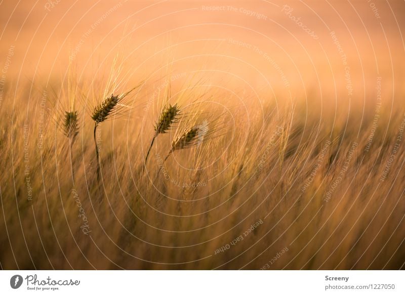 Vier Korn bitte! Landwirtschaft Forstwirtschaft Natur Landschaft Pflanze Frühling Sommer Schönes Wetter Nutzpflanze Weizen Feld Wachstum gelb geduldig ruhig