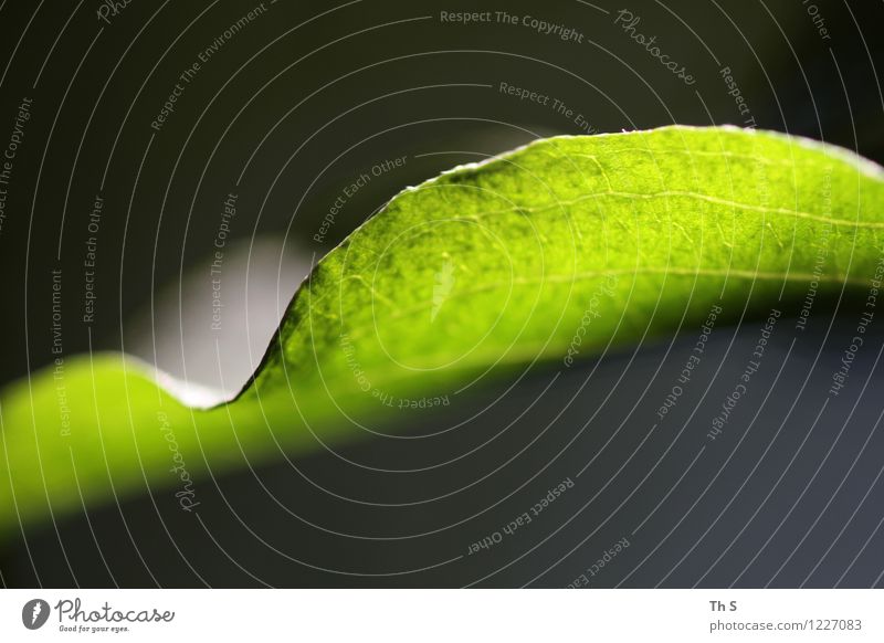 Blatt Natur Pflanze Frühling Sommer Blühend leuchten ästhetisch authentisch einfach elegant frisch natürlich grün Frühlingsgefühle Gelassenheit geduldig ruhig