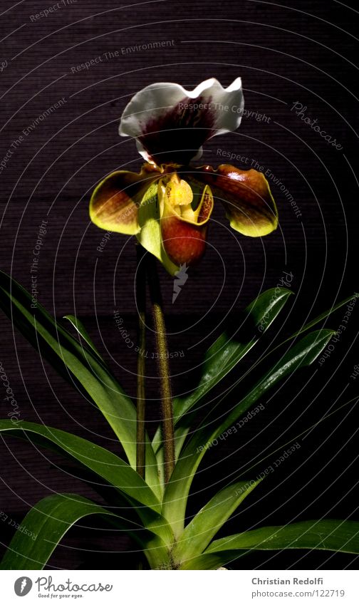 Orchidee Frauenschuh Pflanze Blüte weiß gelb schwarz Kelchblatt Paphiopedilum Phalenopsis Phalenopsis amabilis Blütenknospen Orchideaceae Orchideengewächs