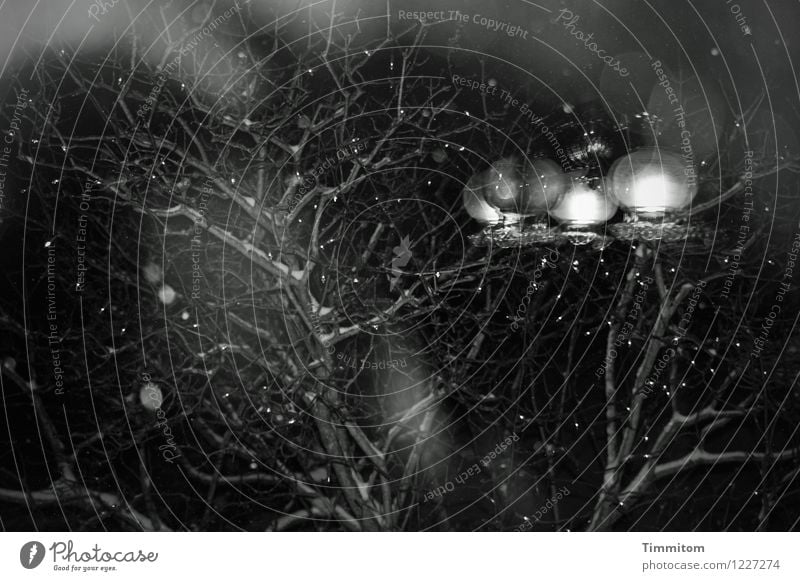 Mehr Licht. Häusliches Leben Natur Himmel Winter Fliederbusch Garten leuchten dunkel grau schwarz weiß Gefühle Stimmung Deckenlampe Fenster Lichterkette