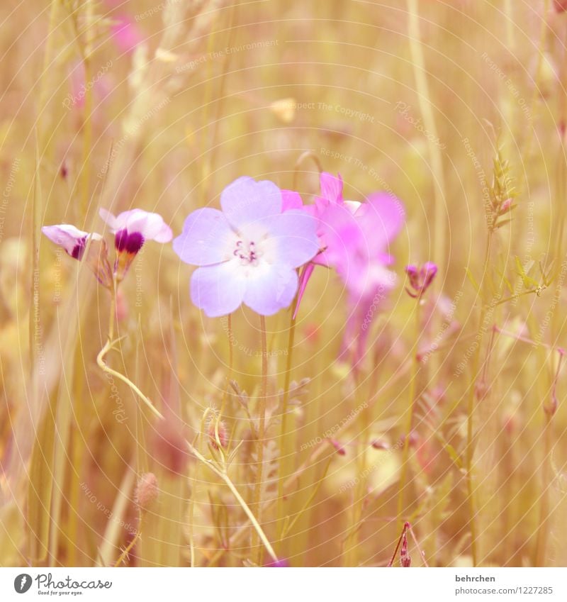 besonders sein Natur Pflanze Frühling Sommer Schönes Wetter Blume Gras Blatt Blüte Wildpflanze Garten Park Wiese Blühend Duft verblüht Wachstum schön klein