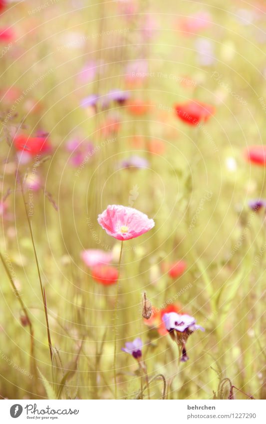 pink mo(h)nday Natur Pflanze Frühling Sommer Herbst Schönes Wetter Blume Gras Blatt Blüte Wildpflanze Mohn Garten Park Wiese Feld Blühend Duft verblüht Wachstum