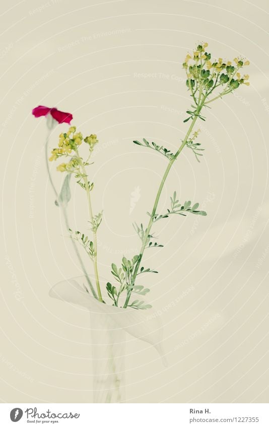 VerBlassen Blume Blühend verblüht elegant Vase Stillleben bleich Kräuter & Gewürze Farbfoto Außenaufnahme Menschenleer Textfreiraum links Textfreiraum rechts