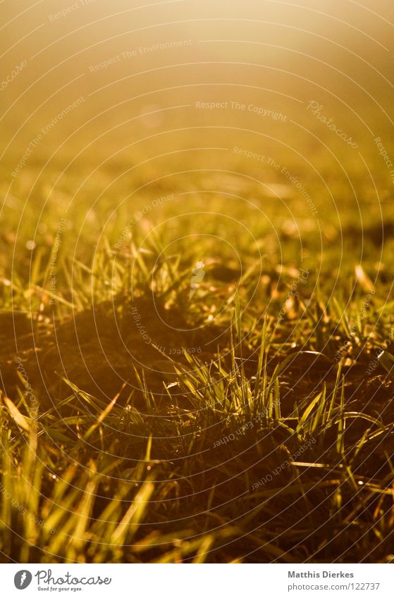 Wiese Abend Sonnenuntergang Gras Romantik kalt Gegenlicht unberührt Zaun dunkel Erkenntnis gelb grün zyan rot purpur rosa Kitsch Dämmerung Ozon Klimawandel