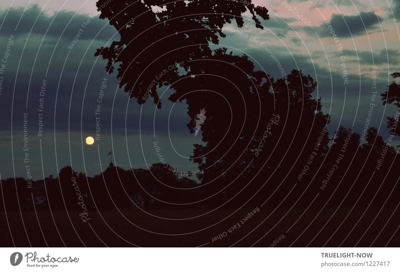 Mondtag Landschaft Himmel Wolken Nachthimmel Baum Park Blick ästhetisch dunkel glänzend groß schön blau grau rosa schwarz weiß Gefühle Stimmung Verschwiegenheit