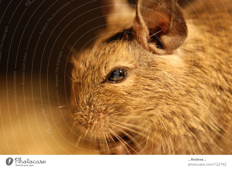 Degu sagt Hallo Haare & Frisuren Ohr Tier Fell Haustier Maus weich braun Hamster Ratte Schnurrhaar Säugetier degu degus chin chinchilla goldhamster teddyhamster