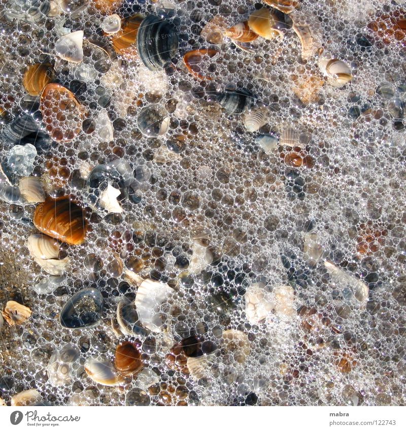 Schaumschläger Meer Ferien & Urlaub & Reisen Muschel Sommer Außenaufnahme Erde Sand Wasser Wildtier Nordsee Lust Unvergänglichkeit Teile u. Stücke Natur bedeckt