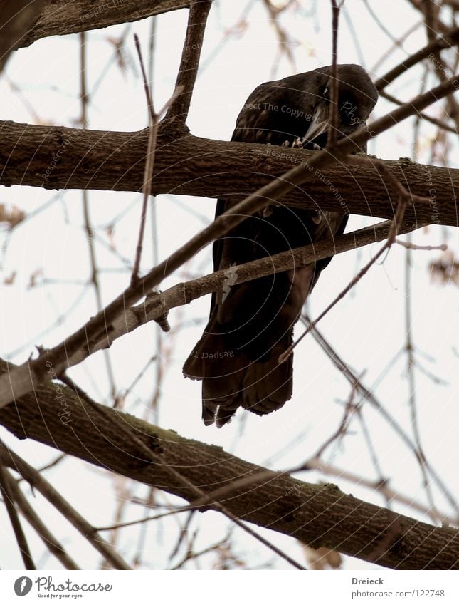 Aaskrähe III Vogel Luft gefiedert Schnabel schwarz dunkel braun Tier Baum Sträucher Blatt Baumkrone Krähe Rabenvögel Aasfresser Himmel fliegen Feder