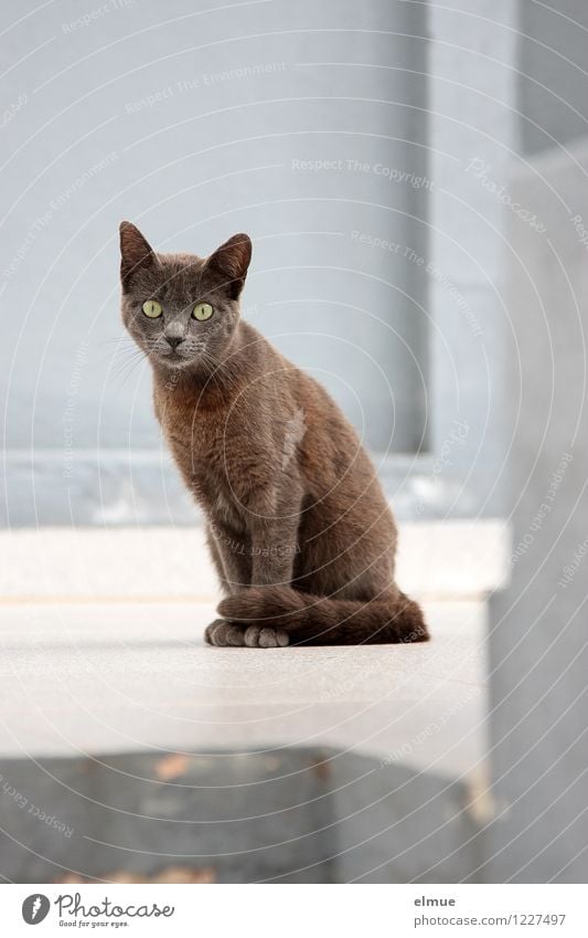 gespannt wie ein Flitzebogen Tier Haustier Katze 1 Pfeil Wachsamkeit Fragezeichen Blick sitzen elegant glänzend schön niedlich braun schwarz achtsam Neugier