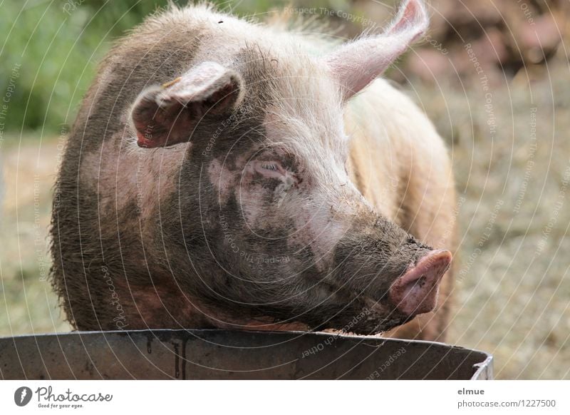 Einmal waschen und legen bitte! Schwein 1 Tier Schweinsohr Glücksbringer Wohlgefühl Zufriedenheit Durst Steckdose beobachten trinken dreckig einzigartig rosa