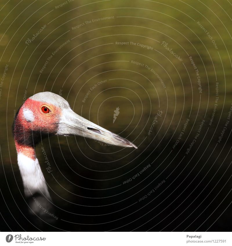 Saruskranich Umwelt Natur Teich See Tier Vogel Kranich 1 beobachten ästhetisch elegant natürlich schön grau grün rot Frühling Sommer Schnabel Kopf Leben Blick