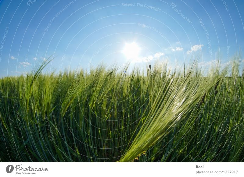 Gerstenfeld Lebensmittel Natur Himmel Wolkenloser Himmel Sonnenlicht Sommer Schönes Wetter Pflanze Nutzpflanze Kornfeld Getreide Feld blau grün Wachstum