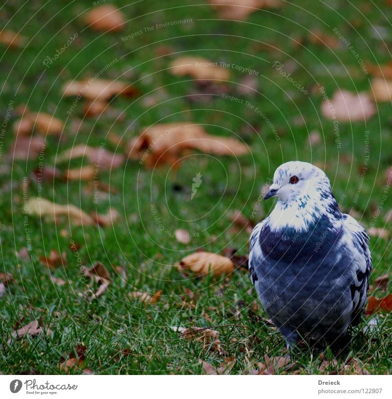 Platzwart Taube Vogel gefiedert Schnabel grün weiß Tier Wiese Gras watscheln Luft Blatt Halm füttern Korn Park Himmel Flügel Feder Schönes Wetter blau Natur