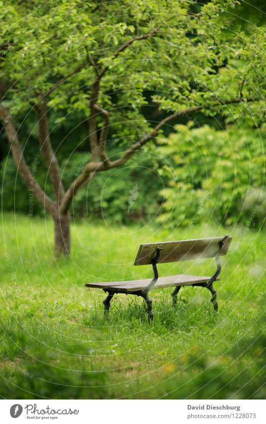 Ruheplatz Erholung ruhig Meditation Freizeit & Hobby Ferien & Urlaub & Reisen Natur Pflanze Tier Frühling Sommer Baum Gras Grünpflanze Garten Park Wiese