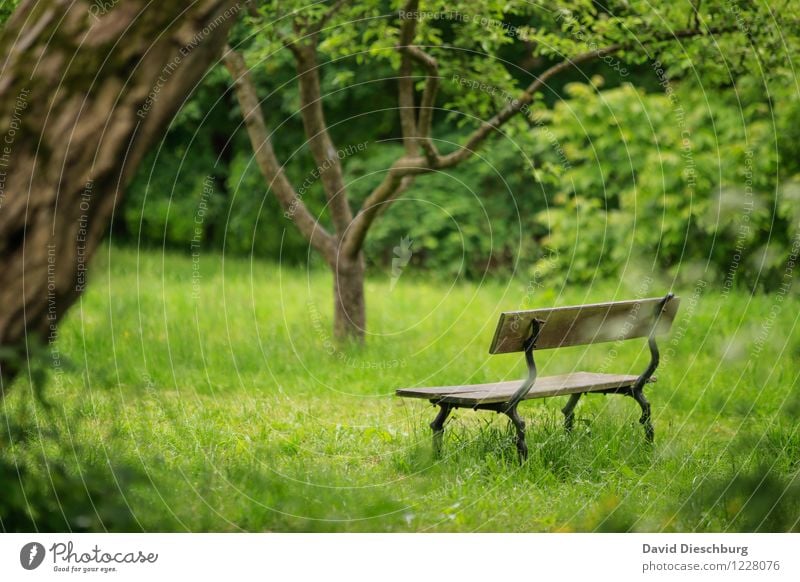 Ruheplatz II Erholung ruhig Meditation Duft Freizeit & Hobby Ferien & Urlaub & Reisen Natur Pflanze Tier Frühling Sommer Schönes Wetter Baum Gras Garten Park