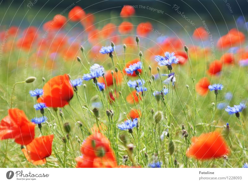 Sommerpracht in Mohn und Korn Umwelt Natur Pflanze Schönes Wetter Blume Blüte Feld hell natürlich blau mehrfarbig grün rot Kornblume Mohnblüte Farbfoto