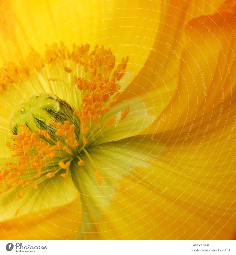 Papaver le deuxième ruhig Sommer Pflanze Frühling Blume Blüte Blumenstrauß Linie Blühend hell gelb grün orange schwarz Gesellschaft (Soziologie) Pollen