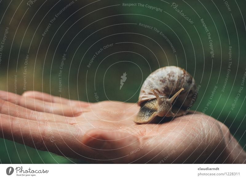 Handschmeichler Mensch maskulin Umwelt Natur Tier Wildtier Schnecke Weinbergschnecken 1 Bewegung Ekel schleimig Umweltverschmutzung krabbeln Schleimspur