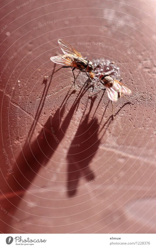 Giganten an der Futterstelle Fliege Insekt 2 Tier Koloss Wachstum Täuschung Illusion Fressen gigantisch gruselig klein lang braun Kraft Mut standhaft gefräßig