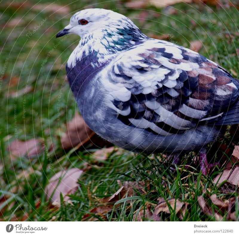 Taube Blau-Weiss Vogel gefiedert Schnabel grün weiß Tier Wiese Gras watscheln Luft Blatt Halm füttern Korn Himmel Flügel Feder Schönes Wetter blau Natur