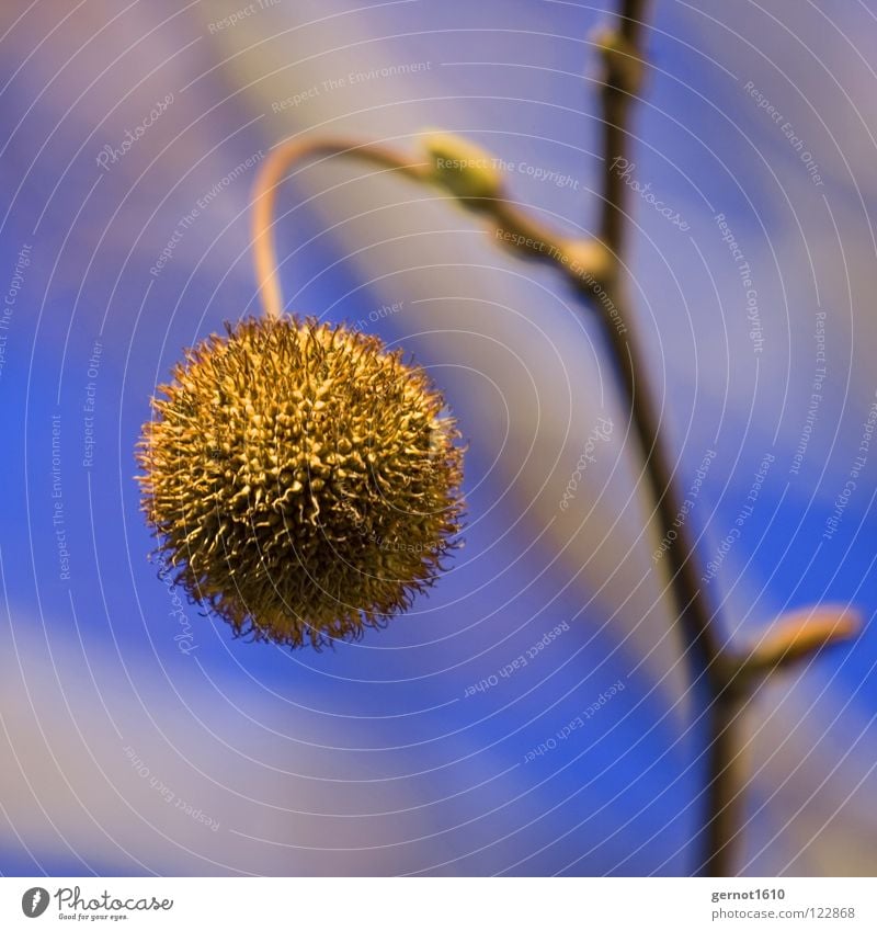 Bommelchen Baum Herbst Platane Frucht Fruchtkörper Kugel kugelrund stachelig Baumfrucht Vor hellem Hintergrund Zweig Freisteller Makroaufnahme