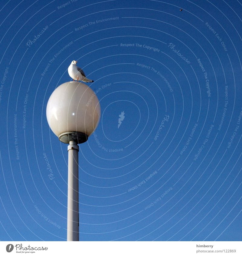 möwe gut laterne gut Vogel Lampe Laterne Himmel blau Tier Allee Blick fliegen frei Freiheit Aussicht Straßenbeleuchtung Promenade Küste Zoo Sommer Glas