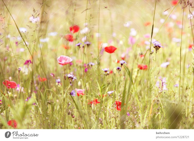 mo(h)nday mo(h)(r)ning Natur Pflanze Frühling Sommer Schönes Wetter Blume Gras Blatt Blüte Wildpflanze Mohn Garten Park Wiese Blühend Duft verblüht Wachstum