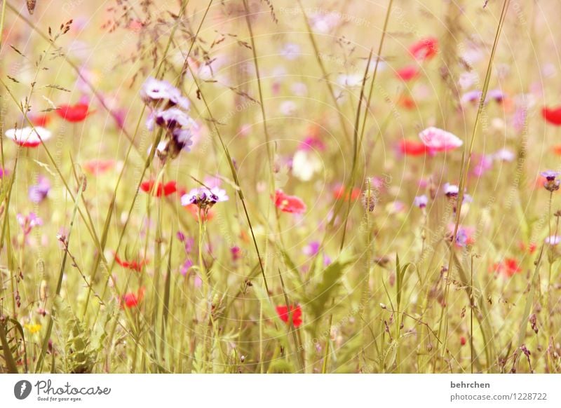 moin mo(h)ntag! Natur Pflanze Frühling Sommer Schönes Wetter Blume Gras Blatt Blüte Wildpflanze Mohn Garten Park Wiese Blühend Duft verblüht Wachstum schön