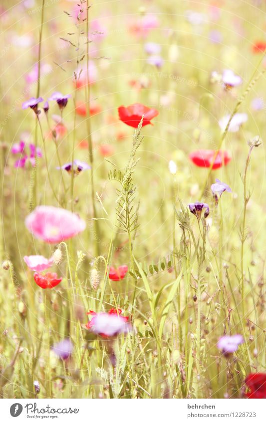 flora liebt euch! Natur Pflanze Frühling Sommer Schönes Wetter Blume Gras Blatt Blüte Wildpflanze Mohn Garten Park Wiese Feld Blühend verblüht Wachstum Duft