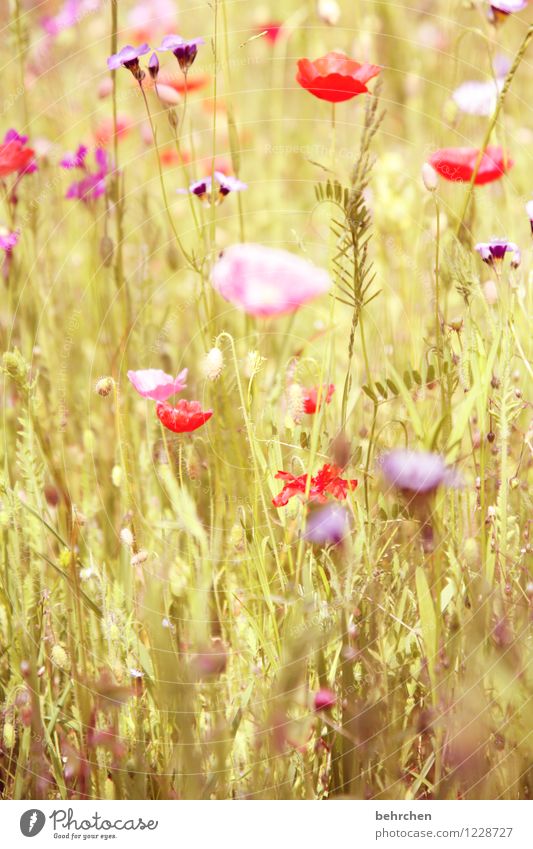 don`t forget FLORA SOMMER Natur Pflanze Frühling Sommer Schönes Wetter Blume Gras Blatt Blüte Wildpflanze Mohn Garten Park Wiese Feld Blühend Duft verblüht