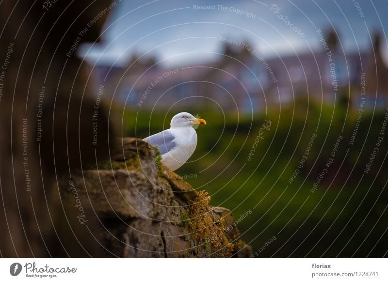 Hafenmöwe Ferien & Urlaub & Reisen Tourismus Ausflug Abenteuer Ferne Natur Tier Crail Schottland Dorf Fischerdorf Mauer Wand Wildtier Vogel 1 beobachten hocken