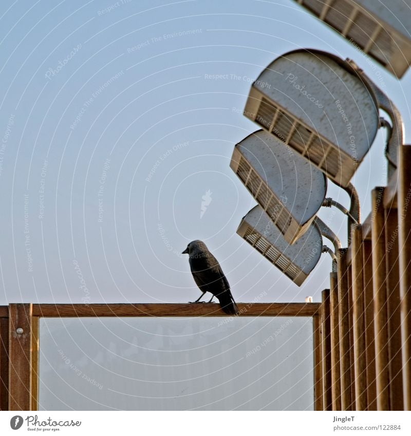 strahlende abendsonne Wetterschutz Holz Holzgestell Meer Strand Abenddämmerung Sonnenuntergang Vogel schwarz Pause Erholung Speiserest Terrasse Niederlande