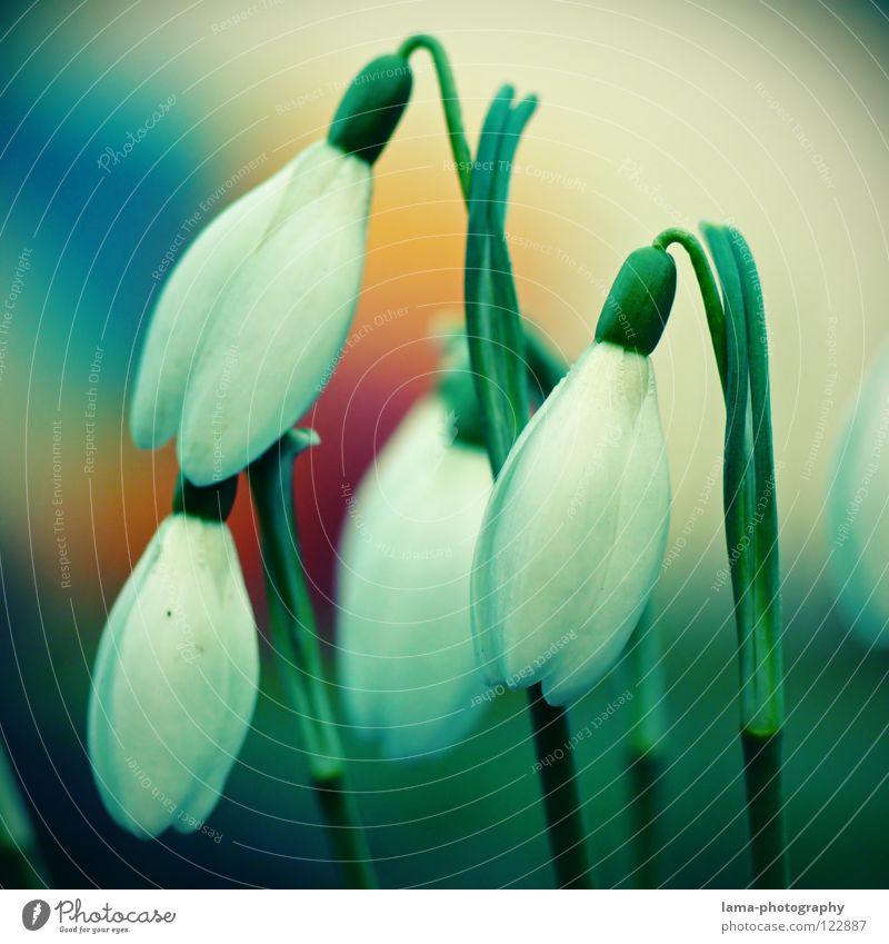 Frühlingserwachen Schneeglöckchen Blume Pflanze Wiese Blumenwiese Winter Jahreszeiten Sommer Blüte Wachstum gedeihen sprießen Neigung hängen hängen lassen zart