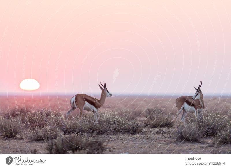 #2 Mating Jagd Ferien & Urlaub & Reisen Tourismus Ferne Safari Umwelt Natur Landschaft Tier Sonne Sonnenaufgang Sonnenuntergang Sonnenlicht Dürre Sträucher