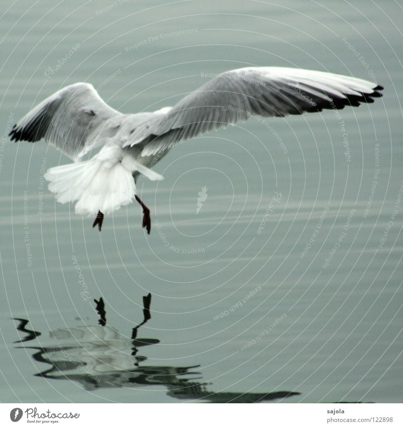 achtung landung! Tier Wasser Vogel Flügel Tierfuß 1 fliegen grau schwarz weiß Möwe Feder trüb Schwanz See Farbfoto Gedeckte Farben Außenaufnahme