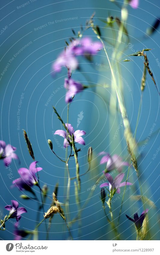 lilane Blumen Umwelt Natur Landschaft Pflanze Urelemente Luft Himmel Wolkenloser Himmel Sonnenlicht Frühling Sommer Klima Schönes Wetter Gras Blatt Wildpflanze