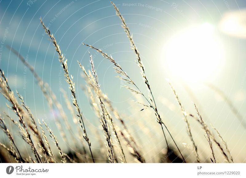 Sonnenkräuter 2 Umwelt Natur Landschaft Pflanze Urelemente Erde Luft Himmel Klima Schönes Wetter Gras Nutzpflanze Wildpflanze Garten Park Wiese Feld trocken