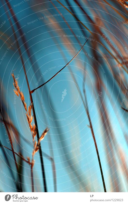 fließen Umwelt Natur Landschaft Pflanze Urelemente Luft Himmel Frühling Sommer Herbst Klima Schönes Wetter Garten Park Wiese Feld einfach Flüssigkeit frisch