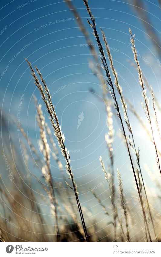 Eines Tages Umwelt Natur Landschaft Pflanze Urelemente Luft Himmel Sonne Sonnenlicht Frühling Sommer Klima Schönes Wetter Nutzpflanze Wildpflanze authentisch