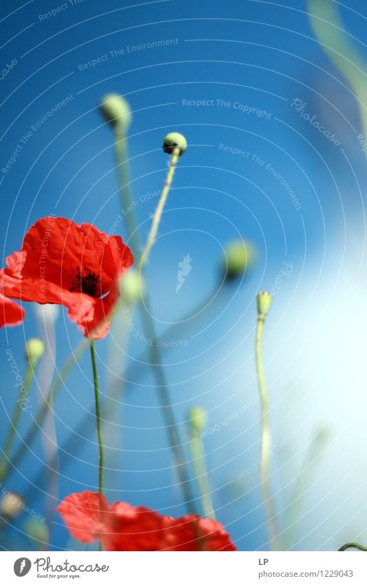 Mohn im Wind Umwelt Natur Landschaft Pflanze Urelemente Luft Himmel Frühling Sommer Klima Wetter Schönes Wetter Blume Wildpflanze schön einzigartig Wärme