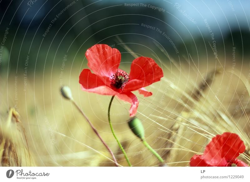 zack Umwelt Natur Landschaft Pflanze Luft Himmel Frühling Sommer Klima Schönes Wetter Blume Blüte Nutzpflanze Wildpflanze Feld frisch Sauberkeit schön