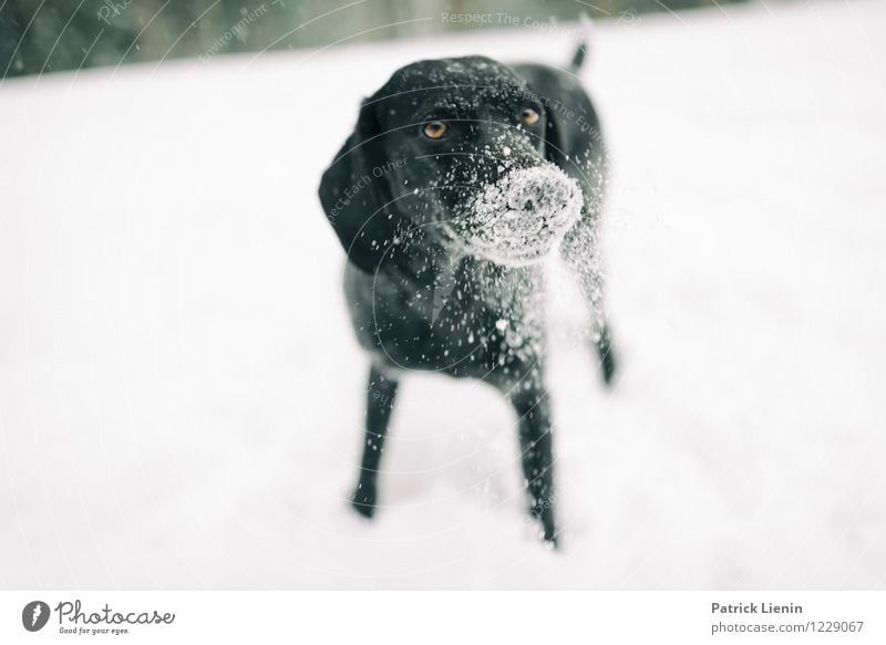 Gepudert Erholung Freizeit & Hobby Spielen Abenteuer Freiheit Winter Schnee Winterurlaub Umwelt Natur Landschaft Schneefall Tier Haustier Hund Tiergesicht 1